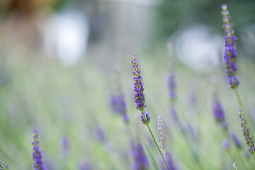lavender flowers in the garden