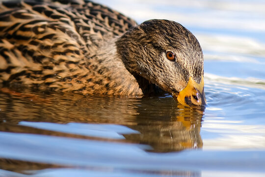 The duck dipped its beak into the water looking for food.