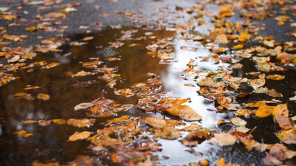 Big dirty puddle of rain water on the asphalt with fallen yellow and orange leaves in it. Autumn,...