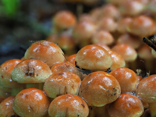 A troop of  forest mushrooms 