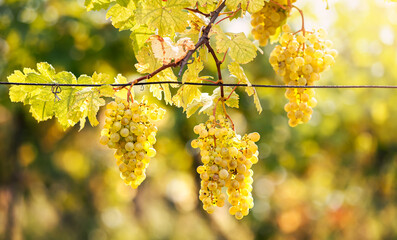 Branch with white grapes in vineyard