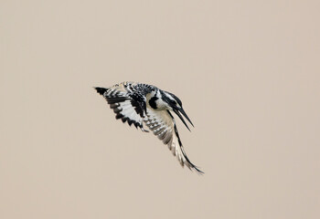 pied kingfisher in wildlife of Pakistan 