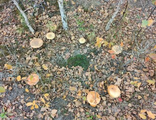 autumn leaves on the ground