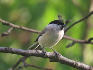 Marsh tit (Poecile palustris) perching on a beautiful tree branch.