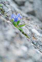 LIRIO DE INVIERNO (Iris planifolia), Sierra de las Nieves National Park, Málaga, Andalusia, Spain, Europe