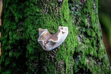 tree fungus mushroom