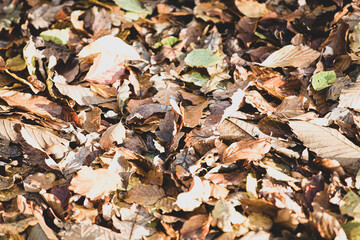 autumn leaves background