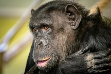 Schimpanse Portrait I