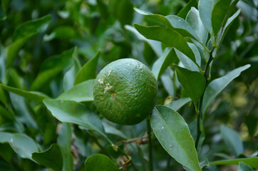 the green ripe orange with leaves and branch in the garden.