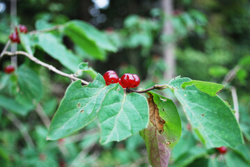 Red shining fruits of Lonicera xylosteum or honeysuckle on twig with forest bush in background.