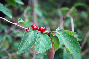 Red shining fruits of Lonicera xylosteum or honeysuckle on twig with forest bush in background.