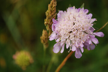 Knautia arvensis in close up with visible flower's stamen and pistil in makro.