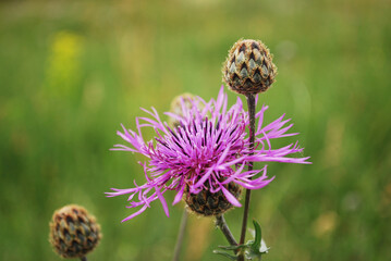 Very interesting view on Centaurea scabiose or cornflower in full bloom and petal on the same plant.