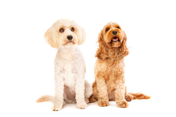 white mixed breed dog and a brown cockapoo