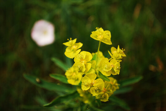 Yellow flower of Euphobia wilczomlecz with visible steamens and pistols.