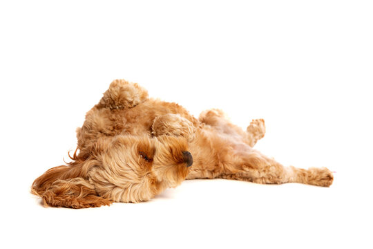 brown cockapoo dog