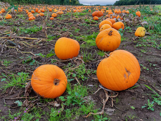 Fresh harvested pumpkins ready for sale