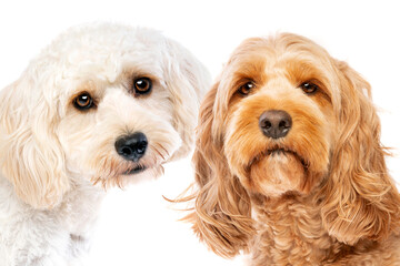 white mixed breed dog and a brown cockapoo