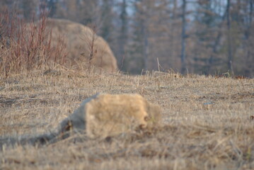 
haystack in the field
