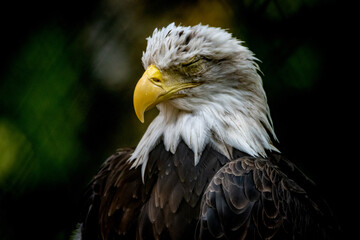 Weißkopfseeadler schlafend