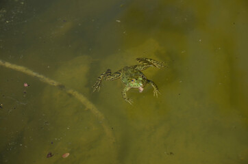 the small brown frog melt with clay in the water.