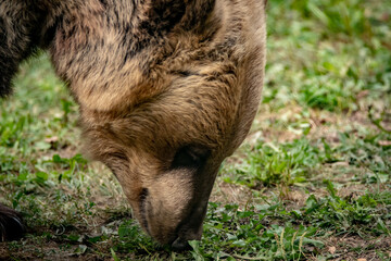 Braunbär im Tierpark IV