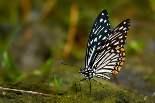 The Common Mime - Chilasa clytia or Papilio clytia, swallowtail butterfly found in south and southeast Asia, subgenus Chilasa, the black-bodied swallowtails, Batesian mimic among the Indian butterflie
