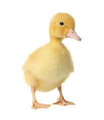 Cute fluffy gosling on white background. Farm animal