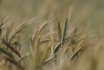 Golden field of grain, rye, Agriculture in the summer, spikes of rye ready to harvest