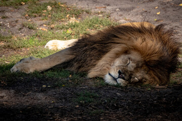 Naklejka premium Löwe im Tierpark I