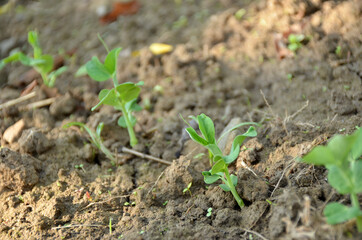 bunch the small ripe green peas plant seedlings in the garden.