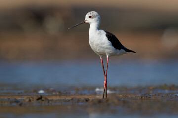 Black-winged Stilt - Himantopus himantopus walking in the water and feeding, widely distributed very long-legged black and white colored wader in the avocet and stilt family (Recurvirostridae)