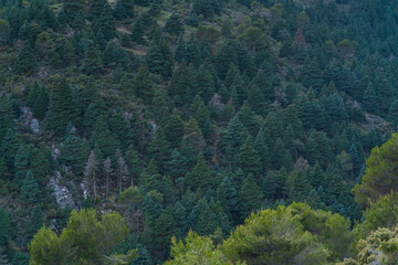 Naklejka na ściany i meble PINSAPO - SPANISH FIR (Abies pinsapo), Sierra de las Nieves National Park, Málaga, Andalusia, Spain, Europe