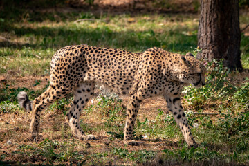 Fototapeta na wymiar Gepard im Tierpark I
