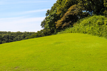 芝生 芝 グリーン