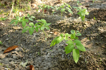 bunch the small ripe green tomato plant seedlings in the garden.