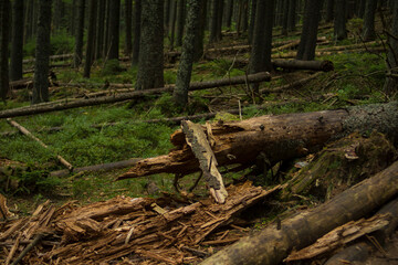 Old fallen tree in the forest