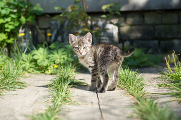 curious gray tabby kitten walking outdoors