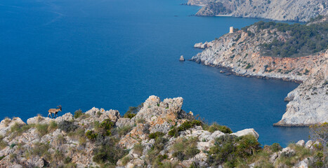 IBERIAN IBEX - CABRA MONTES o IBICE IBERICO (Capra pyrenaica), Cliffs of Maro Cerro Gordo - Acantilados de Maro Cerro Gordo, Granada, Andalusia, Spain, Europe
