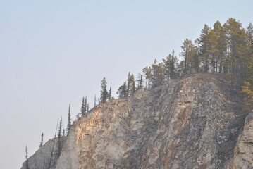 
forest on the mountain