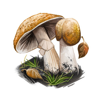 Agaricus augustus the prince, basidiomycete fungus of the genus Agaricus. Edible fungus isolated on white. Digital art illustration, natural food, package label. Autumn harvest fungi on green grass.