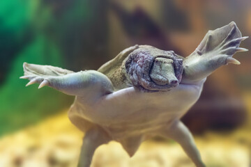 The Chinese Trionyx turtle Pelodiscus sinensis swimming in the aquarium