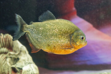 Dangerous predatory fish piranha swims in the aquarium. Pygocentrus nattereri