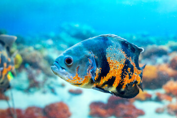 Astronotus ocellatus is a popular aquarium fish in the cichlid family