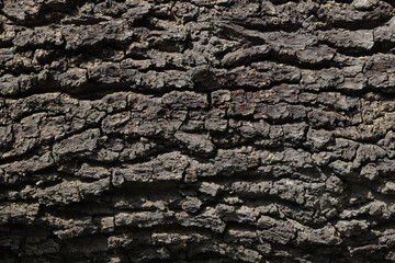 bark of a tree as a background
