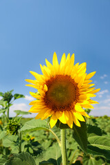 Fototapeta premium Beautiful sunflower growing in field, closeup view