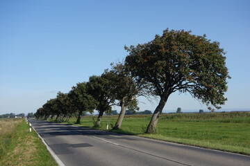 vom Wind gebeugte Allebäume bei Pruchten , Mecklenburg-Vorpommern