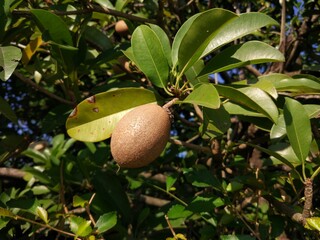 sapodilla fruit photo