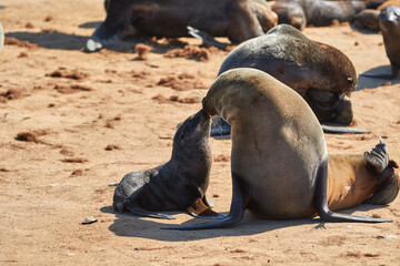 Mother and child Cape fur seal at Cape Cross