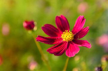 Obraz premium ビビットな紫のコスモス